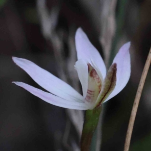 Caladenia fuscata at O'Connor, ACT - suppressed