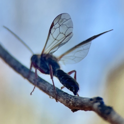 Apocrita (suborder) (Unidentified wasp) at Russell, ACT - 5 Sep 2023 by Hejor1