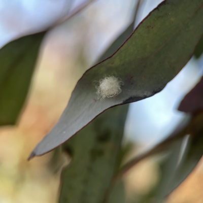 Glycaspis sp. (genus) (Unidentified sugary lerp) at Russell, ACT - 4 Sep 2023 by Hejor1