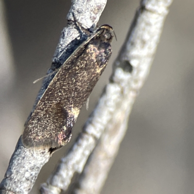 Leistomorpha brontoscopa (A concealer moth) at Russell, ACT - 4 Sep 2023 by Hejor1