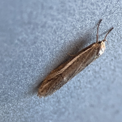 Philobota thiogramma at Russell, ACT - 5 Sep 2023 by Hejor1