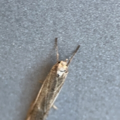 Philobota thiogramma at Russell, ACT - 5 Sep 2023 08:15 AM