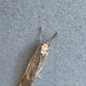 Philobota thiogramma at Russell, ACT - 5 Sep 2023 08:15 AM