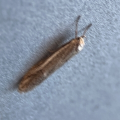 Philobota thiogramma at Russell, ACT - 5 Sep 2023 08:15 AM