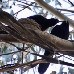 Corcorax melanorhamphos (White-winged Chough) at Red Hill to Yarralumla Creek - 5 Sep 2023 by LisaH