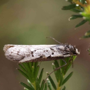 Philobota lysizona at O'Connor, ACT - 5 Sep 2023