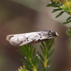 Philobota lysizona at O'Connor, ACT - 5 Sep 2023 11:19 AM