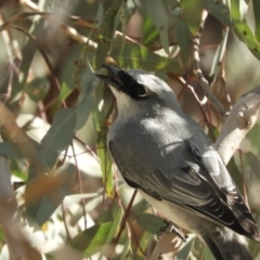 Coracina papuensis (White-bellied Cuckooshrike) at Louth, NSW - 30 Aug 2023 by SimoneC