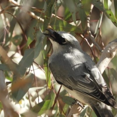 Coracina papuensis (White-bellied Cuckooshrike) at Louth, NSW - 30 Aug 2023 by SimoneC