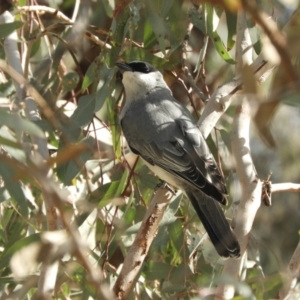 Coracina papuensis at Louth, NSW - 30 Aug 2023