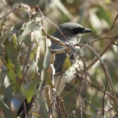 Coracina papuensis at Louth, NSW - 30 Aug 2023