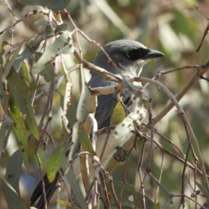 Coracina papuensis at Louth, NSW - 30 Aug 2023