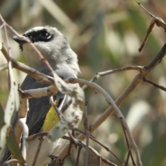 Coracina papuensis at Louth, NSW - 30 Aug 2023