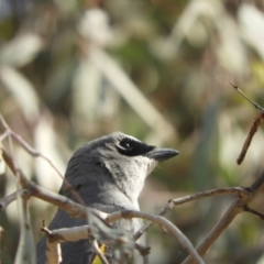 Coracina papuensis at Louth, NSW - 30 Aug 2023