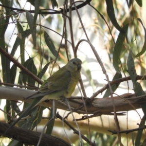 Psephotus haematonotus at Louth, NSW - 30 Aug 2023