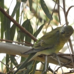 Psephotus haematonotus at Louth, NSW - 30 Aug 2023 02:09 PM