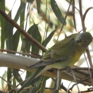 Psephotus haematonotus at Louth, NSW - 30 Aug 2023