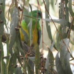 Psephotus haematonotus at Louth, NSW - 30 Aug 2023