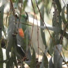 Psephotus haematonotus at Louth, NSW - 30 Aug 2023