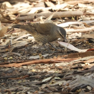 Climacteris picumnus victoriae (Brown Treecreeper) at Louth, NSW - 30 Aug 2023 by SimoneC