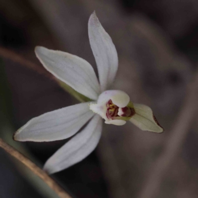 Caladenia fuscata (Dusky Fingers) at O'Connor, ACT - 5 Sep 2023 by ConBoekel