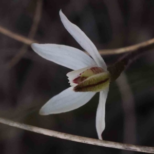 Caladenia fuscata at O'Connor, ACT - suppressed