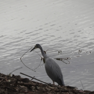 Egretta novaehollandiae at Louth, NSW - 30 Aug 2023