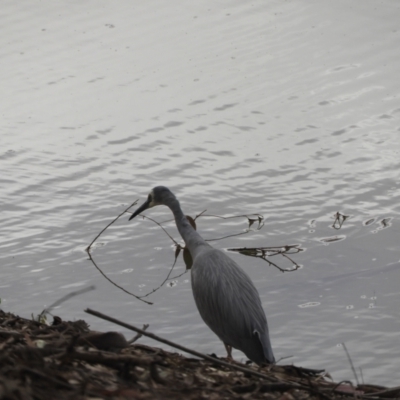 Egretta novaehollandiae (White-faced Heron) at Louth, NSW - 30 Aug 2023 by SimoneC