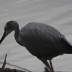 Egretta novaehollandiae at Louth, NSW - 30 Aug 2023