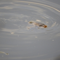 Cyprinus carpio (Common Carp) at Louth, NSW - 30 Aug 2023 by SimoneC