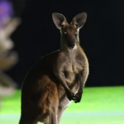 Osphranter robustus robustus (Eastern Wallaroo) at Leinster, WA - 3 Sep 2023 by HelenCross