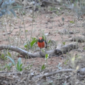 Petroica goodenovii at Sir Samuel, WA - 4 Sep 2023