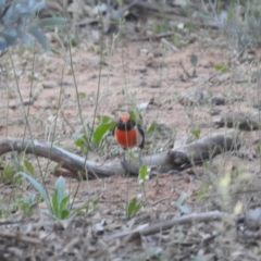 Petroica goodenovii (Red-capped Robin) at Sir Samuel, WA - 4 Sep 2023 by HelenCross