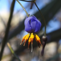 Dianella revoluta (Black-Anther Flax Lily) at Sir Samuel, WA - 4 Sep 2023 by HelenCross