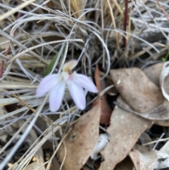 Caladenia fuscata (Dusky Fingers) at Canberra Central, ACT - 4 Sep 2023 by Jenny54