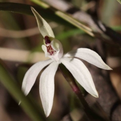 Caladenia fuscata (Dusky Fingers) at Caladenia Forest, O'Connor - 5 Sep 2023 by ConBoekel