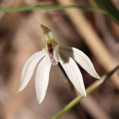 Caladenia fuscata at O'Connor, ACT - 5 Sep 2023