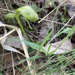 Pterostylis nutans (Nodding Greenhood) at Canberra Central, ACT - 5 Sep 2023 by Jenny54