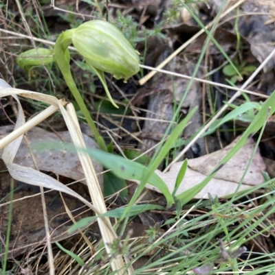 Pterostylis nutans (Nodding Greenhood) at Point 5204 - 4 Sep 2023 by Jenny54