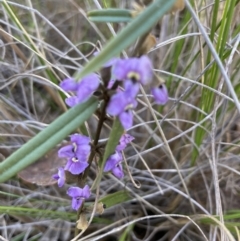 Hovea heterophylla (Common Hovea) at Black Mountain - 4 Sep 2023 by Jenny54