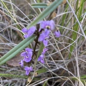 Hovea heterophylla at Canberra Central, ACT - 5 Sep 2023