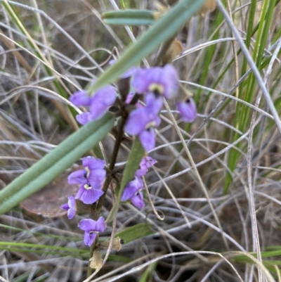 Hovea heterophylla (Common Hovea) at Canberra Central, ACT - 5 Sep 2023 by Jenny54