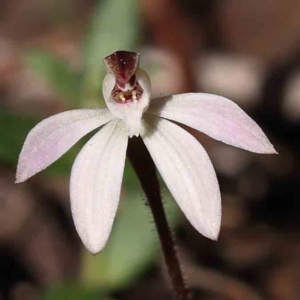 Caladenia fuscata at O'Connor, ACT - 5 Sep 2023