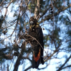 Calyptorhynchus lathami lathami (Glossy Black-Cockatoo) at Broulee, NSW - 5 Sep 2023 by Gee