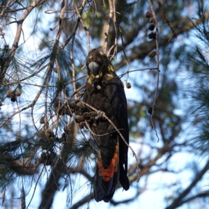 Calyptorhynchus lathami lathami at Broulee, NSW - suppressed