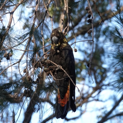 Calyptorhynchus lathami lathami (Glossy Black-Cockatoo) at Broulee Moruya Nature Observation Area - 5 Sep 2023 by Gee