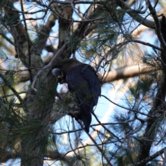 Calyptorhynchus lathami lathami at Broulee, NSW - 5 Sep 2023