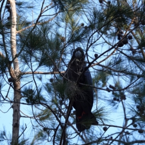 Calyptorhynchus lathami lathami at Broulee, NSW - suppressed