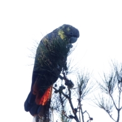 Calyptorhynchus lathami lathami at Broulee, NSW - 5 Sep 2023