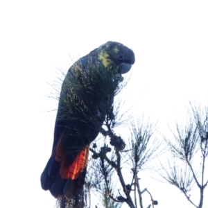 Calyptorhynchus lathami lathami at Broulee, NSW - suppressed